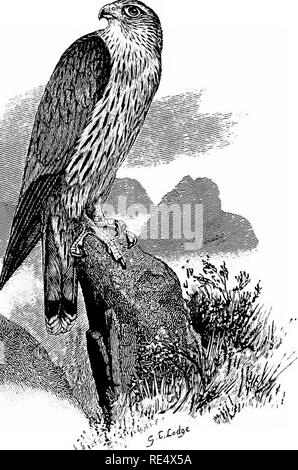 . Ein illustriertes Handbuch der britischen Vögeln. Vögel. FALCONID^. 351 Si. Die MERLIN. Falco icsALON, Tunstall. Der Merlin, der mindestens der einheimischen Britischen Falken, nicht erwiesen ist, auf dem Moor von Cornwall, Devon zu züchten, und anderen Grafschaften im Süden von England, sondern aus Pembrokeshire Nord - ward ihr Nest hat oft in vielen Teilen von Wales gefunden worden. In und über Derbyshire der Merlin ist verteilt, in geeigneten Gemeinden, bis zu den Shetland-inseln; während in Irland es ziemlich häufig in den bergigen Gegenden ist, sowie in einigen der großen roten Moore der zentralen Tiefebene (Ussher Stockfoto