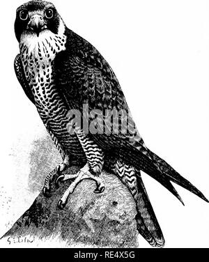 . Ein illustriertes Handbuch der britischen Vögeln. Vögel. FALCONID^. 347. Der Wanderfalke. Falco PEREGRfNUS, Tunstall. Diese feine Art, Falcon, par excellence, der sich auf das alte Sport von Hawking, ist noch relativ häufig auf unseren Inseln, und eine erhebliche Zahl von unreifen Vögel, technisch bekannt als Rote oder Passage-Hawks, jährlich zwischen Herbst und Frühjahr auftreten, insbesondere auf der östlichen Seite. Von einigen seiner ehemaligen geistert durch die Peregrine hat verbannt worden; aber viele seiner Horste können noch gefunden werden - obwohl einige von ihnen jährlich beraubt werden - von Kent bis Cornwall, und mehr f Stockfoto