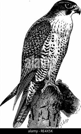 . Ein illustriertes Handbuch der britischen Vögeln. Vögel. FALCONID. B. 345. Die GYR - FALCON. Falco, gyrfalco Linnseus. Sorgfältige Prüfung der Nördlichen Falken hat mich überzeugt, der erkennbaren Unterscheidbarkeit des Vertreters der Island Falcon mit Wohnsitz in Skandinavien, obwohl in einer Zeit, die ich an dieser Stelle skeptisch war, ov/ing Erfahrung sowie zu wollen. Die wahre F. Linnseus gyrfalco von eher kleineren im Kopf und Körper als die Isländer (obwohl sein Schwanz ist länger) und seine Flügel sind kürzer, im Verhältnis, das Grau der Boden - Farbe ist ein deutlicher Lavendel ti Stockfoto