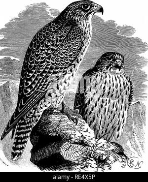 . Ein illustriertes Handbuch der britischen Vögeln. Vögel. FALCONID^. 343. Die ISLAND FALCON. Falco islandus, J. F. Gmelin. In der Island Falcon die vorherrschende Farbe ist entweder Braun oder Grau, wie der Vogel jung oder alt ist, und bei den Erwachsenen die Flanken sind immer mehr oder weniger ausgeschlossen. Das Vorkommen dieser Art in der Britischen Inseln erscheinen, soweit Beweise geht, weniger häufig als die der Grönland Falcon, vielleicht, weil es nicht die gleiche Notwendigkeit für Migration ist; aber identifiziert Exemplare in der Shetlands, Orkneys, Äußere und Innere Hebriden, die erzielt worden sind, und in Sever Stockfoto