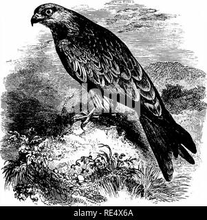 . Ein illustriertes Handbuch der britischen Vögeln. Vögel. FALCONID^. 335. Der drachen. MfLvus ictInus, Savigny. Diese Arten - die angelsächsische Cyta (Newton), und auch als das Gled oder Toten bekannt, in Anspielung auf seine Gleitflug - Mai, von der Farbe seines Schwanzes und oberen Gefieder, bequem die Roten Drachen, wenn die Notwendigkeit entsteht, für die es die Unterscheidung von der Con-geners aufgerufen werden. In der Erinnerung der noch lebenden war es erträglich in vielen bewaldeten Gebieten von England und Wales, aber auch für viele Jahre Es war nicht bekannt, im Süden zu züchten - östlichen Grafschaften; einer der letzten Nes Stockfoto