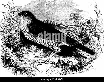 . Ein illustriertes Handbuch der britischen Vögeln. Vögel. FALCONID^. 333. Der SPERLING - HAWK. AccfpiTER Nfsus (Linnaeus). Die Sparrow-Hawk wird in der Regel in Großbritannien verteilt und auch in Irland, wo es Wald auf seinen Geschmack. Es ist nachdrücklich eine kletternde Arten, und, natürlich, der selten in der Orkneys, Shetlands, und der Äußeren Hebriden, wo der lange - winged Kestrel oft die Namen trägt - wie auch anderswo es leidet für die Ausfälle - Dieser schneidige Kurze - winged Arten. Im Herbst das Sparrow-Hawk ist häufig auf unser Licht beobachtet - Schiffe und Stationen auf dem Osten coa Stockfoto