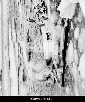 . Antarktis Pinguine; eine Studie über die sozialen Gewohnheiten. Pinguine. O. Bitte beachten Sie, dass diese Bilder sind von der gescannten Seite Bilder, die digital für die Lesbarkeit verbessert haben mögen - Färbung und Aussehen dieser Abbildungen können nicht perfekt dem Original ähneln. extrahiert. Levick, George Murray, 1876 -. London, William Heinemann Stockfoto