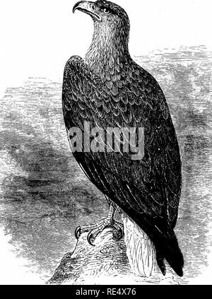 . Ein illustriertes Handbuch der britischen Vögeln. Vögel. FALCONID^. 329. Der SEEADLER. Haliaetus ALBicfLLA (Linnaeus). Unreife Beispiele dieser Art - auch als Erne, Cinereous oder unfrequently Sea-Eagle - sind nicht in der maritimen Grafschaften Englands im Herbst und Winter beobachtet, zu dem Zeitpunkt, wenn die Vögel in den nördlichen Teilen Europas aufgezogen werden auf ihrer Wanderung nach Süden, aber Erwachsene sind sehr selten. Innerhalb der letzten hundert Jahre der Seeadler gezüchtet auf der Insel Man und der Lake District; in vergleichsweise jüngster Zeit in Galloway, Neu-Isenburg, und andere Orte o Stockfoto