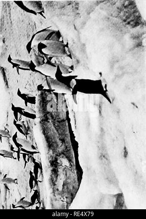 . Antarktis Pinguine; eine Studie über die sozialen Gewohnheiten. Pinguine. 1 m. O. Bitte beachten Sie, dass diese Bilder sind von der gescannten Seite Bilder, die digital für die Lesbarkeit verbessert haben mögen - Färbung und Aussehen dieser Abbildungen können nicht perfekt dem Original ähneln. extrahiert. Levick, George Murray, 1876 -. London, William Heinemann Stockfoto