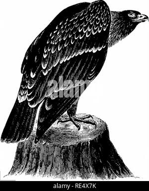 . Ein illustriertes Handbuch der britischen Vögeln. Vögel. FALCONID^. 32 s. Der SCHREIADLER. Aquila maculata (J. F. Gmelin). Im Januar 1845 zwei Beispiele dieser Wanderer zu den Britischen Inseln wurden in der Nähe von Youghal Irland geschossen, und eine von ihnen - einer unreifen Vogel - ist im Museum des Trinity College, Dublin erhalten. Zwei junge Männer wurden in Cornwall am 4. Dezember t 86 o und Anfang November 1861 geschossen, wie die späten E.H. Rodd aufgezeichnet; und am Dezember 28 1861 Mann war in der Nähe von Sonierley, Hants geschossen, durch einen Schriftführer Herrn Normanton's. Herr W. A. Durnford, dass ein Vogel dieser Art wurde de abgeholt Stockfoto