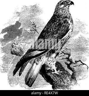 . Ein illustriertes Handbuch der britischen Vögeln. Vögel. FALCONID^:. 323. Die grobe-LEGGED BUZZARD. BuTEO lag 6 pus (J. F. Gmelin). Die Grobe-legged Buzzard - auf einen Blick unterscheidbar von den vorhergehenden Arten, die in der Vorderseite und den Seiten der Beine bis zu den Zehen gefiederten - ist ein unregelmäßiger herbstlichen Besucher nach England; die beachtliche Zahlen, vor allem der unreifen Vögel, manchmal auch mit ihrem Aussehen in den östlichen Grafschaften und die restlichen, wenn unbehelligt, für den Winter. Im Süden und Westen ist es weniger häufig; aber es ist nicht selten in den Midlands und gegen Mitternacht seine Linie der Migration erscheinen zu folgen Stockfoto