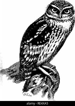 . Ein illustriertes Handbuch der britischen Vögeln. Vögel. STRIGID^:. 301. Die kleine Eule. Athene noctua (scopoli). 1758 Edwards stellte eine kleine Eule lebendig in einem Kamin in der Nähe des Tower von London gefangen, und seit diesem Zeitpunkt viele Beispiele haben in England gewonnen wurden; aber solche Nummern sind bekannt aus dem Kontinent eingeführt und absichtlich befreit - ganz zu schweigen von denen, die von beschränken entgangen sind -, dass es unmöglich ist, zu sagen, ob jeder unserer Besucher haben wirklich wild. Im Mai 1843 Waterton stellte sich heraus, dass fünf kleine Eulen in der Nähe von Wakefield, die er aus Italien mitgebracht hatte, die Stockfoto