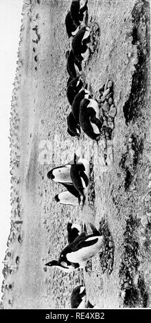 . Antarktis Pinguine; eine Studie über die sozialen Gewohnheiten. Pinguine. zriw ^.^'.. Bitte beachten Sie, dass diese Bilder sind von der gescannten Seite Bilder, die digital für die Lesbarkeit verbessert haben mögen - Färbung und Aussehen dieser Abbildungen können nicht perfekt dem Original ähneln. extrahiert. Levick, George Murray, 1876 -. London, William Heinemann Stockfoto