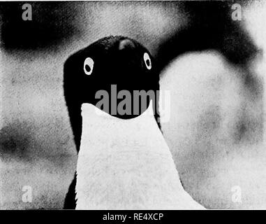 . Antarktis Pinguine; eine Studie über die sozialen Gewohnheiten. Pinguine. Fio. 1. AX ANGltY AUELIE. Bitte beachten Sie, dass diese Bilder sind von der gescannten Seite Bilder, die digital für die Lesbarkeit verbessert haben mögen - Färbung und Aussehen dieser Abbildungen können nicht perfekt dem Original ähneln. extrahiert. Levick, George Murray, 1876 -. London, William Heinemann Stockfoto