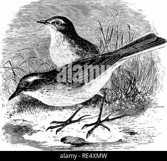 . Ein illustriertes Handbuch der britischen Vögeln. Vögel. MOTACILLID/E. 141. Das Wasser - Pieper. Anthus spipol^ tta (Linnaeus). Die wahre Water-Pipit ist ein ungewöhnlicher Gast nach England; sein Vorkommen in estinaated sich häufiger als war wirklich der Fall ist, aufgrund einer Verwechslung mit der skandinavischen Form der Rock-Pipit, die uns gelegentlich besucht. Die erste authentifizierte Beispiele der Water-Pipit wurden von Herrn Pratt von Brighton aufgenommen, im Jahre 1864, wenn man in der Nähe der Stadt getötet und ein weiterer in der Nähe von Worthing, die genommen wurde, sind zu Gould für die Identifizierung gesendet; während in der Folge drei haben eine. Stockfoto