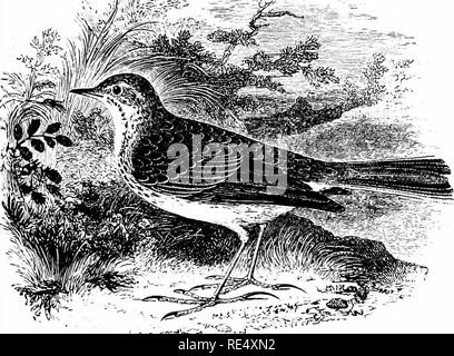 . Ein illustriertes Handbuch der britischen Vögeln. Vögel. MOTACILLID^. 139. RICHARD'S PIEPER. Anthus RiCHiRDi, Vieillot. Dieses große Pieper, durch seine Länge von Gliedmaßen unterscheidbar und extrem lange Hinterbeine daw, ist eine östliche Arten, die Visits Westeuropa unregelmäßig auf Migration, und in der Regel im Herbst. Mindestens sechzig Vorkommen sind auf Aufzeichnung in Großbritannien - aber keiner in Irland - seit 1824, als Vigors verkündete der Vogel als Besucher unserer Küsten. Die Mehrheit dieser haben in den südlichen Bezirken von England, vor allem an der Küste von Sussex; aber sechs Exemplare haben in der Nähe von Yarmouth gewonnen wurden Stockfoto