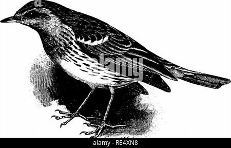 . Ein illustriertes Handbuch der britischen Vögeln. Vögel. MOTACILLID^. 135. ^ (Wii. Der RED-THROATED PIEPER. Anthus CERvfNus (Pallas). Am 13. März 1884 ein Red-throated Pieper wurde durch ein Vogel gebracht - Catcher zu späten Herrn Swaysland, der bekannte Vogel - Stopfer in Brighton und wurde geprüft, in das Fleisch am folgenden Tag durch Herrn J.H.Gurney, die das Auftreten in "Der Zoologe aufgenommenen 'für das Jahr (s. 192). Im gleichen Band (s. 272) Herr Walter Prentis erklärte, dass im April 1880, schoß er ein Beispiel für diese Art an Rainhata in Kent, während es war Fütterung und Singen die frisch - gedreht furr Stockfoto