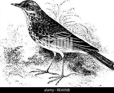 . Ein illustriertes Handbuch der britischen Vögeln. Vögel. MOTACILLID/E. ^33. Die Wiese - Pieper. Anthus pratj^ nsis (Linneeus). Die Meadow-Pipit - allgemein bekannt als die Titlark und lokal durch die Namen von Titeln, Moos - günstiger, Ling-Vogel & Amp; c - ist die kleinste und am häufigsten der Gattung in der gesamten Britischen Inseln. Im Sommer ist es fast so viel zu Hause auf erhöhten Mauren wie auf Tiefland weiden; aber im Winter die trostlosen Situationen sind für mehr geschützt, Städte und Gemeinden, vor allem jene in der Nähe des Meer - Küste verlassen. Im Herbst erhebliche Zahlen lassen unsere Küsten insgesamt und Stockfoto
