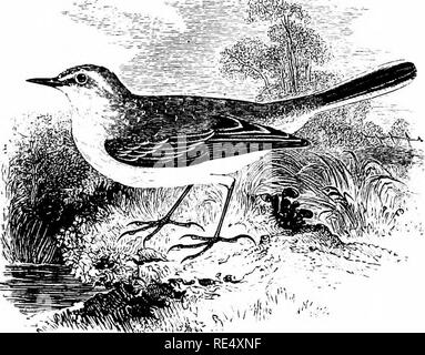 . Ein illustriertes Handbuch der britischen Vögeln. Vögel. MOTACILLID/E. 129. Die SCHAFSTELZE. MoTACiLLA RAii (Bonapartc). Die schafstelze ist eine reguläre Sommer - Besucher zu den Britischen Inseln, Ankunft Anfang April und wieder im September. In Cornwall und Devon IT ist vor allem auf die Migration gesehen, obwohl es Nester im letzteren; aber aus Somersetshire ab, es ist in der Regel in England als eine Zucht - die Arten, die in feuchten Wiesen und anderen geeigneten Situationen verteilt. In Wales ist es Lokale, und vor allem auf die Migration festgestellt. In Schottland hat es so weit wie Perthshire, und vielleicht bis zu t verschachtelt Stockfoto