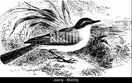 . Ein illustriertes Handbuch der britischen Vögeln. Vögel. MOTACILLID^. 127. Die BLUE-headed WAGTAIL. MOTACILLA FLAVA, LinnsEus. 1832 wurde sie von Gould wies darauf hin, dass die Blue-headed Wag-Schwanz des Kontinents, die sich von den Schafstelze, das ist ein regelmässiger Besucher unserer Inseln war; zwei Jahre später Doubleday schoß ein Beispiel der ehemaligen an der Walton-on-the-Naze; und seit diesem Zeitpunkt eine beträchtliche Anzahl erworben wurden oder beobachtet, vor allem in der süd-westlichen, südlichen und östlichen Grafschaften Englands; Während der Vogel bei mehreren Gelegenheiten in der Nähe von Gateshead, Durham (Hancock) verschachtelt; und Herr Haigh Stockfoto