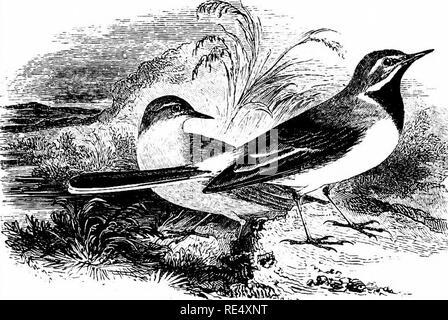 . Ein illustriertes Handbuch der britischen Vögeln. Vögel. MOTACILLID/E. Ich 2 S. Die GEBIRGSSTELZE. MoTACiLLA melan 6 Pe, Palks. Dieses schöne Arten, leicht erkennbar durch die gelbe Farbtöne der unter Teile und seiner außergewöhnlich langen Schwanz, wohnhaft ist, oder teilweise wandernden, während diejenigen Teile der britischen Inseln, wo Bäche in der Nähe von Bergen gefunden werden, oder sogar Hügel; aber auf dem flachen Land und Meer ist es vor allem ein Besucher auf Migration und im Winter. Er brütet regelmäßig in Cornwall, Devon, Somerset, Dorset und verwelkt; und sparsam in Hampshire, Surrey, Sussex, Kent, Buck Stockfoto