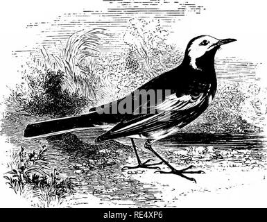 . Ein illustriertes Handbuch der britischen Vögeln. Vögel. MOTACILLID ^.. Die PIED WAGTAIL. MoTAcfLLA ltJgubris, temminck. Die Pied Wagtail wurde zuerst von der Bachstelze des Kontinents von Temminck, der ihr eingeräumten, im Jahr 1820, der über den wissenschaftlichen Namen unterschieden; in Unwissenheit, Gould, siebzehn Jahre später, unser Vogel M. yarrelli genannt. In der gesamten britischen Inseln dieses ist eine häufige und in der Regel verteilte Arten; Besuch im äußersten Norden von Schottland im März und die verbleibenden zu züchten, aber die Migration nach Süden, in der Regel am Ansatz des Winters. Er nistet, sparsam, in einigen Stockfoto