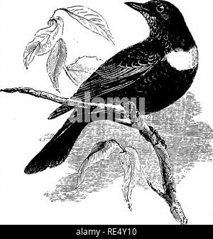 . Ein illustriertes Handbuch der britischen Vögeln. Vögel. TURDIN^. Ist. Die RING OUZEL. TuRDUS TORQUATUS, Linnseus. Die Ring-Ouzel ist der Einzige aus unserer Zucht Drosseln, die abwesend ist in der Regel von unseren Inseln im Winter. Es ist wahr, dass Personen bekannt wurden, bis nach Weihnachten in England, Schottland und Irland zu bleiben, aber die Mehrheit verlassen, im September und Oktober, den wilden und mehr erhöhte Bezirke, in denen Sie den Sommer bestanden haben; und, nach einer vergleichsweise kurzen Aufenthalt im Tiefland auf der herbstlichen Beeren zu füttern, sie fahren für den Süden. Im April die Ring-Ouzel Stockfoto