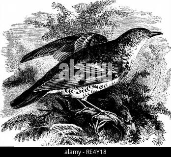 . Ein illustriertes Handbuch der britischen Vögeln. Vögel. TURDIN ^.. WHITE'S THRUSH. TuRDUS VARius, Pallas. Dies mutig - gekennzeichneten Arten, eher größer als die Mistle-Thrush, gehört zu einer Gruppe, bekannt als "Boden" Drosseln {Geocichld), die durch eine Vorliebe für Woodland Lichtungen, wo Insekten, die Ihre wichtigsten Lebensmittel darstellen, unter den toten Blätter gewonnen werden gekennzeichnet. Aufgrund der Gewohnheit, die große Größe, fleckiges Gefieder, und niedrige wellenförmigen Flug, mehrere von der Weißen Drosseln in diesem Land erhalten haben zunächst für den Waldschnepfen getäuscht. Die früheste aufgenommene britischen Beispiel erschossen wurde in Stockfoto