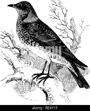 . Ein illustriertes Handbuch der britischen Vögeln. Vögel. TURDIN/E.. Die WACHOLDERDROSSEL. TURDUS pilAris, Linnaeus. Die Wacholderdrossel ist einer der regelmäßigen Besucher unserer Inseln, den Tag seiner Ankunft je nach der herbstlichen Temperaturen in den nördlichen Regionen von Europa, das seine wichtigsten Zucht form-Masse. Sein Aussehen in Schottland und in Ostengland hat von Mitte September aufgenommen worden, aber auf der Westseite, in Wales und in Irland, es ist in der Regel etwa Mitte Oktober. Jeder muss mit der große Herden von Filze vertraut sein, "Blue Filze," oder "felfe Stockfoto