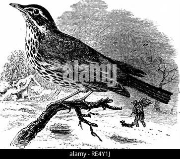 . Ein illustriertes Handbuch der britischen Vögeln. Vögel. TURDIN ^.. Die ROTDROSSEL. TuRDUs iLfACUS, Linnaeus. Die Rotdrossel ähnelt einem kleinen Song-Thrush, aber es kann leicht durch die Breite weißliche Streifen über dem Auge unterschieden werden, und von den Reichen orange-rot der Flanken und Federn der Flügel: Woher der Vogel trivial. Die Rotdrossel hat in der Britischen Inseln auf Streikende gegen Leuchttürme, von Anfang August, aber große Herden selten vor Mitte Oktober. Obwohl die Heikelsten der Europäischen Drosseln, die rotdrossel kann mit einem erheblichen Widerstand Stockfoto