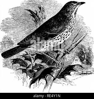 . Ein illustriertes Handbuch der britischen Vögeln. Vögel. TURDIN ^.. Der SONG - SOOR. TuRDUS mt 5 sicus, Linnaeus. Die Song-Thrush - im Norden bekannt als throstle oder der Mavis - wird in der Regel in der gesamten Britischen Inseln verteilt, gleichermaßen zu Hause im Sommer in die Bebauten Regionen des Südens, oder unter dem Sturm fegte, Surf - Felsen gepeitscht, der Äußeren Hebriden (wo die Vögel sind klein und dunkel, wie die hebridean Lepidoptera). In der Shetlandinseln, es ist jedoch seltener auftreten, und nur selten zum Nest bekannt. Vor allem im Norden, eine Wanderungsbewegung erfolgt unter unseren native bir Stockfoto