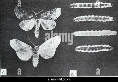 . Östlichen Wald Insekten. Wald Insekten. Norden und Süden Kanadas, wo er ernährt sich hauptsächlich auf Sugar maple. Seine Lebensgeschichte und Gewohnheiten sind ähnlich wie die von der rot-Humped oakworm. Die variable Eichenlaub Caterpillar, Heterocampa manteo (Dbldy.), tritt in fast allen Staaten und kanadischen Provinzen östlich einer Linie von Western Ontario durch östliche Texas gezogen. Die Gastgeber gehören eine Vielzahl von Laubbäumen. Alle Arten von Eichen werden angegriffen, aber weiße Eiche wird bevorzugt. Andere wichtige Arten angegriffen gehören Buche, Linde, Birke, Ulme, Amerikanischer Nussbaum, boxelder, Stockfoto
