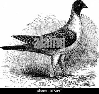 . The practical pigeon keeper. Pigeons. 220 THE PKACTICAL PIGKON KKBPEE. house matches is still kept up ; but the various pigeon Societies which cultivate more ambitious contests are now supported by men of position and influence, and the pursuit has grown immensely in public favour since the Franco-German war.. MODENESE PiTING PiGEON. Modena Flying Pigeons.—Before concluding this work, we must briefly mention the peculiar kind of pigeon-flying prac- tised for centuries past in the city of Modena, as described by Sigiior Malmusi and Professor P. Bonizzi, summaries of whose notes on the subject Stockfoto