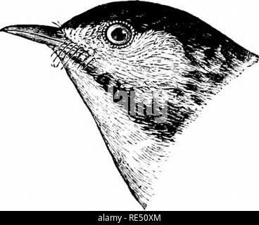 . Die Vögel des östlichen Nordamerika bekannt östlich des 19. Meridian auftreten ... Vögel. Kehle, hell orange; erowii, schwarz, mit weißen Streifen. Blackburnian Warbler. Di'iidroira hlnrliiiiniiii' (Männchen). Siehe Nr. 50.5. Krone, Rücken und Keule, helle Olivgrün; Seiten des Kopfes, gelblich; Hals, in der Regel mit mehr oder weniger Anzeichen von Schwarzen in den meisten Proben; innere Web-sites der beiden äußeren Schwanzfedern, weiß. Schwarz = throated Green Warbler. Rirois Dendrok-II (voll nud, uiimnture). Siehe Xo. . 508. Krone, schwarz; l) ack, grau Olive, Streifen in Schwarz; Rump, wie zurück. Schwarz = Umfrage Warbler. Stockfoto