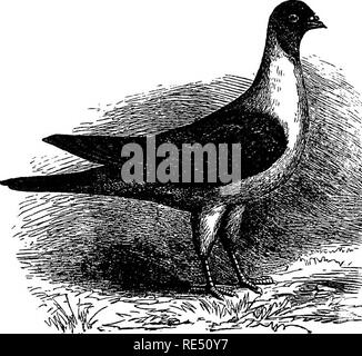 . The practical pigeon keeper. Pigeons. 220 THE PRACTICAL PIGEON KEEPER. house matches is still kept up ; but the various pigeon Societies which cultivate more ambitious contests are now supported by men of position and influence, and the pursuit has grown immensely in public favour since the Franco-German war.. |U ^ |jf-.K i^^ -X-,^ i¥^5 noDEirESE Fltiho Fioeon. Modena Flying Pigeons.—Before concluding this work, we must briefly mention the peculiar kind of pigeon-flying prac- tised for centuries past in the city of Modena, as described by Signor Malmusi and Professor P. Bonizzi, summaries of Stockfoto