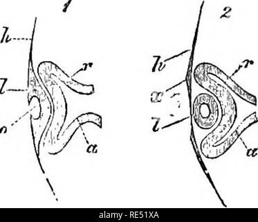 . Die vergleichende Anatomie der domestizierten Tiere. Veterinär Anatomie. T-STÜCK FCETUS. 909. Bitte beachten Sie, dass diese Bilder sind von der gescannten Seite Bilder, die digital für die Lesbarkeit verbessert haben mögen - Färbung und Aussehen dieser Abbildungen können nicht perfekt dem Original ähneln. extrahiert. Chauveau, A. (Auguste), 1827-1917; Arloing, S. (Saturnin), 1846-1911; Fleming, George, 1833-1901. tr. New York, D. Appleton und Unternehmen Stockfoto