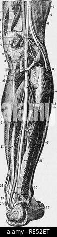 . Die vergleichende Anatomie der domestizierten Tiere. Veterinär Anatomie. 780 Die NEBYES. Passen;. 359. Abb. 360.. Bitte beachten Sie, dass diese Bilder sind von der gescannten Seite Bilder, die digital für die Lesbarkeit verbessert haben mögen - Färbung und Aussehen dieser Abbildungen können nicht perfekt dem Original ähneln. extrahiert. Chauveau, A. (Auguste), 1827-1917; Arloing, S. (Saturnin), 1846-1911; Fleming, George, 1833-1901. tr. New York, D. Appleton und Unternehmen Stockfoto