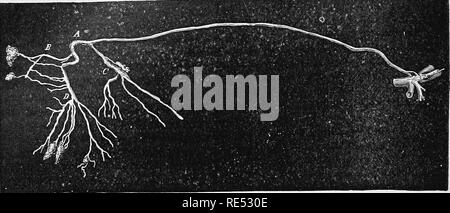 . Die vergleichende Anatomie der domestizierten Tiere. Veterinär Anatomie. Der LYMPHATICS.. Fi?. 300.. Bitte beachten Sie, dass diese Bilder sind von der gescannten Seite Bilder, die digital für die Lesbarkeit verbessert haben mögen - Färbung und Aussehen dieser Abbildungen können nicht perfekt dem Original ähneln. extrahiert. Chauveau, A. (Auguste), 1827-1917; Arloing, S. (Saturnin), 1846-1911; Fleming, George, 1833-1901. tr. New York, D. Appleton und Unternehmen Stockfoto