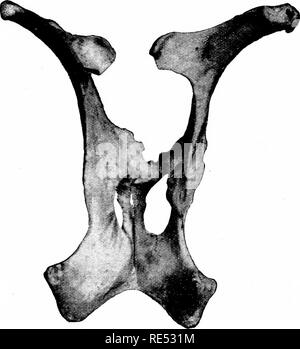 . Spezielle Pathologie und Therapie der Erkrankungen von Haustieren. Veterinärmedizin. Pathogenese, anatomische Veränderungen. 955 Die betroffenen Tiere, um so mehr, als beide Erkrankungen gleichzeitig auftreten können. Nach dieser Sicht Rachitis und Osteomalazie bilden würden Prozesse, die anatomisch identisch sind, die aber möglicherweise aufgrund unterschiedlicher Ursachen sein. Aber da viele Punkte sind noch über die Ätiologie und Pathogenese der Krankheit Formen bestritten, die Identifizierung von Rachitis und Osteomalazie als eine klinische Entität wie Anatomie und Ätiologie nicht nur angezeigt. Stockfoto