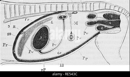 . Die vergleichende Anatomie der domestizierten Tiere. Veterinär Anatomie. TSE BAUCHHÖHLE. 383 auf der konkaven Krümmung des Duodenums Soweit die cfficum fortgesetzt werden.  Durch die posteriore Grenze, die große Omentum um die Beendigung des Großen Doppelpunkt und die Herkunft der schwimmenden Doppelpunkt, wo es mit der VISZERALE peritoneum dieser Organe zu Schanden wird verbreitet ist, sowie mit dem Peritoneum parietale. Es ergibt sich aus dieser Regelung, dass der große omentum Formen hinter dem Magen und vor der anhaftenden Teil des großen Doppelpunkt, ein Raum, der kommuniziert mit dem Stockfoto