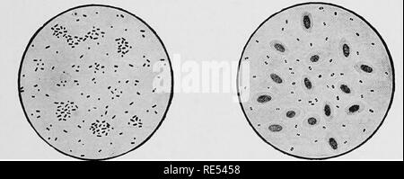 . Spezielle Pathologie und Therapie der Erkrankungen von Haustieren. Veterinärmedizin. Geschichte. Morphologie und Biologie 79 In die Bezeichnung der Krankheiten, die dieser Gruppe angehören, die ehemalige entsprechende Name des Hämorrhagischen Septikämie verwendet werden, wie es von einem pathologisch-anatomische Sicht vertretbar erscheint. Der Erreger ist es, die Arten von Bakterien wie Bacillus bipolaris septicus, während die verschiedenen Organismen der Gruppe diese Krankheit verursacht wird je nach Art der betroffenen Tiere, nämlich, Bac. avisepticus, Bac. boviseptieus, Bac. suisepticiis bezeichnet, et. Stockfoto