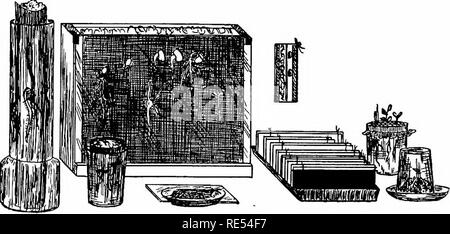 . Natur - Studie; ein Handbuch für Lehrer und Schüler. Die Natur studieren. 300 NATUR - Studie für Pflanzen. Die meisten Leute lieben Blumen und möchten wissen, wie Sie zu erziehen. Diese Keimung Unterricht kann verwendet werden, um die Kinder zu lehren, wie der Boden, der Einsatz von fertihzers vorzubereiten, und die richtige Temperatur und Feuchtigkeit erforderlichen Bedingungen für Keimung und Wachstum. Ältere Schüler sollten versuchen einige lehrreiche Experimente. Lassen Sie seedhngs in kalten und warmen Temperaturen gewachsen vergleichen, mit ausreichend, zu viel. Abb. io 6. Germinators zur Beobachtung von Saat- und Pflanzgut. Und zu wenig Wasser; Ich Stockfoto