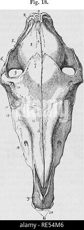. Die vergleichende Anatomie der domestizierten Tiere. Veterinär Anatomie. T-Leiste. 33 3. Lendenwirbelsäule vertebrx. - Die lendenwirbelsäule Tertebrse sind die stärksten Knochen in der Wirbelsäule, und ihre Körper sind fast so dick wie die der Großen domestizierte Tiere. Diese enorme Entwicklung der lumbalen vertebraj im Menschen zu seiner Position als biperl. In der Fünften, die untere Teilfläche des Körpers ist sehr schräg nach hinten und nach oben, und die quer liegenden Prozesse sind umfangreicher als die der anderen lumbalen Wirbelkörper. 4. Sacrum - Das kreuzbein wird durch die Union gebildet. fünf Teile. Es ist sehr con Stockfoto