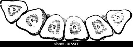 . Die homöopathische Tierärztin, die der Geschichte, Mittel der Vorbeugung und Symptome von allen Erkrankungen der Pferd, Rind, Schaf, Schwein, Hund, Katze, Geflügel und Vögeln, und die am meisten anerkannten Behandlungsmethoden. Veterinärmedizin. 20 Jahre.. Vierundzwanzig Jahre.. Bitte beachten Sie, dass diese Bilder sind von der gescannten Seite Bilder, die digital für die Lesbarkeit verbessert haben mögen - Färbung und Aussehen dieser Abbildungen können nicht perfekt dem Original ähneln. extrahiert. Hammerton, George H. Chicago, brutto &Amp; Delbridge Stockfoto