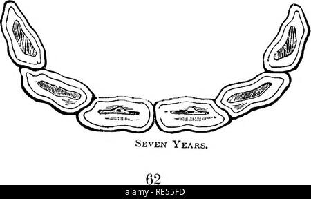 . Die homöopathische Tierärztin, die der Geschichte, Mittel der Vorbeugung und Symptome von allen Erkrankungen der Pferd, Rind, Schaf, Schwein, Hund, Katze, Geflügel und Vögeln, und die am meisten anerkannten Behandlungsmethoden. Veterinärmedizin. Sechs Jahre.. Durch das von Microsoft® digitalisiert. Bitte beachten Sie, dass diese Bilder sind von der gescannten Seite Bilder, die digital für die Lesbarkeit verbessert haben mögen - Färbung und Aussehen dieser Abbildungen können nicht perfekt dem Original ähneln. extrahiert. Hammerton, George H. Chicago, brutto &Amp; Delbridge Stockfoto