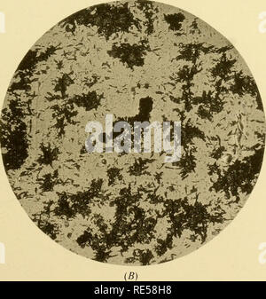 . Der Kristall fällt eisenhaltigen Bezirk von Michigan. Eisenerze; Geologie; Geologie, Stratigraphische; Geologie, Stratigraphische. (^). (/I) SPILOSITE. (B) SPILOSITE. nEN GSAVUHE CO. Bitte beachten Sie, dass diese Bilder sind von der gescannten Seite Bilder, die digital für die Lesbarkeit verbessert haben mögen - Färbung und Aussehen dieser Abbildungen können nicht perfekt dem Original ähneln. extrahiert. Clements, Julius Morgan, 1869 -; Smyth, Henry Lloyd, 1862; Bayley, William Shirley, 1861-1943. Washington: Govt. Drucken. Aus. Stockfoto