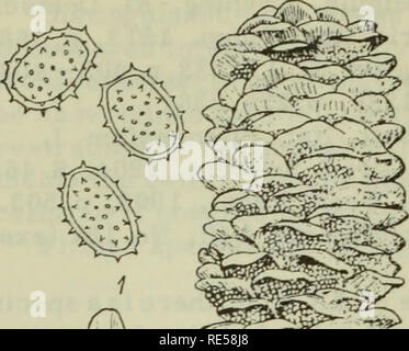 . Cryptogamic Pflanzen der UDSSR. (Flora sporovykh rastenii SSSR). Pflanzen. . Bitte beachten Sie, dass diese Bilder sind von der gescannten Seite Bilder, die digital für die Lesbarkeit verbessert haben mögen - Färbung und Aussehen dieser Abbildungen können nicht perfekt dem Original ähneln. extrahiert. Botanicheskii Institut im. V. L. Komarova. Jerusalem [für die National Science Foundation, Washington, DC durch die Israel Programm für Wissenschaftliche Übersetzungen veröffentlicht. Stockfoto