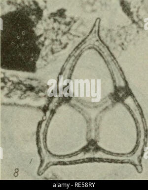 . Cryptogamic Pflanzen der UDSSR. (Flora sporovykh rastenii SSSR). Pflanzen. . Bitte beachten Sie, dass diese Bilder sind von der gescannten Seite Bilder, die digital für die Lesbarkeit verbessert haben mögen - Färbung und Aussehen dieser Abbildungen können nicht perfekt dem Original ähneln. extrahiert. Botanicheskii Institut im. V. L. Komarova. Jerusalem [für die National Science Foundation, Washington, DC durch die Israel Programm für Wissenschaftliche Übersetzungen veröffentlicht. Stockfoto