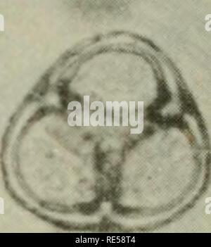 . Cryptogamic Pflanzen der UDSSR. (Flora sporovykh rastenii SSSR). Pflanzen. . Bitte beachten Sie, dass diese Bilder sind von der gescannten Seite Bilder, die digital für die Lesbarkeit verbessert haben mögen - Färbung und Aussehen dieser Abbildungen können nicht perfekt dem Original ähneln. extrahiert. Botanicheskii Institut im. V. L. Komarova. Jerusalem [für die National Science Foundation, Washington, DC durch die Israel Programm für Wissenschaftliche Übersetzungen veröffentlicht. Stockfoto