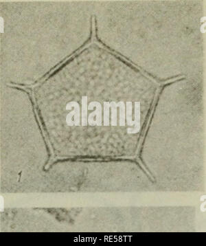 . Cryptogamic Pflanzen der UDSSR. (Flora sporovykh rastenii SSSR). Pflanzen. . Bitte beachten Sie, dass diese Bilder sind von der gescannten Seite Bilder, die digital für die Lesbarkeit verbessert haben mögen - Färbung und Aussehen dieser Abbildungen können nicht perfekt dem Original ähneln. extrahiert. Botanicheskii Institut im. V. L. Komarova. Jerusalem [für die National Science Foundation, Washington, DC durch die Israel Programm für Wissenschaftliche Übersetzungen veröffentlicht. Stockfoto