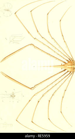 . Crustacés. Krebstiere. . Bitte beachten Sie, dass diese Bilder sind von der gescannten Seite Bilder, die digital für die Lesbarkeit verbessert haben mögen - Färbung und Aussehen dieser Abbildungen können nicht perfekt dem Original ähneln. extrahiert. Cuvier, Georges, Baron, 1769-1832; Milne-Edwards, H. (Henri), 1800-1885. Paris: Fortin, Masson et Cie Stockfoto