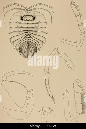 . Krebstiere. Tanaidacea - Antarktis; Isopoda - Antarktis; Krebstiere - Antarktis; Muscheln -- Antarktis. Brit. Antarktis (Terra Nova) Exped. 1910. Brit.Mus.(Nat. Hist.) Zoologie, Vol. Iii. Krebstiere. PartVl.pl VII. 0 S T J F I a,) 1! •'. 1. Bitte beachten Sie, dass diese Bilder sind von der gescannten Seite Bilder, die digital für die Lesbarkeit verbessert haben mögen - Färbung und Aussehen dieser Abbildungen können nicht perfekt dem Original ähneln. extrahiert. Tattersall, Walter Medley, 1882-1943; British Museum (Natural History); British Antarctic ("Terra Nova") Expedition (1910-1913 Stockfoto