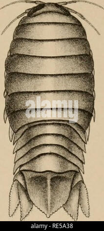 . Krebstiere. Tanaidacea - Antarktis; Isopoda - Antarktis; Krebstiere - Antarktis; Muscheln -- Antarktis. 2.. 1.. Bitte beachten Sie, dass diese Bilder sind von der gescannten Seite Bilder, die digital für die Lesbarkeit verbessert haben mögen - Färbung und Aussehen dieser Abbildungen können nicht perfekt dem Original ähneln. extrahiert. Tattersall, Walter Medley, 1882-1943; British Museum (Natural History); British Antarctic ("Terra Nova") Expedition (1910-1913). London: British Museum (Natural History) Stockfoto