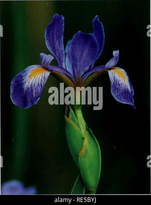 . Kritische Trends Assessment Program: ein Auge auf Illinois Lebensräume. Allgemeinmedizin trends Assessment Program; Erhaltung der Lebensräume. Unreife swges ot stoneflies empfindlich auf stream Qualität. Vielfalt in diese Lebensräume. Habitatfragmentierung hat negative Auswirkungen auf die Vogelarten hatte, das heißt, je kleiner ein Waldgebiet, Feuchtgebiete, oder Grünland, die weniger attraktiv für viele Vogelarten, die auf diesem Lebensraum abhängen wird. Die meisten der CTAP Wälder, sowohl Random und Referenz, Bogen in den Boden bedecken, die von einheimischen Arten dominiert, mit der zufälligen Wälder zeigen eine etwas stärkere speci Stockfoto